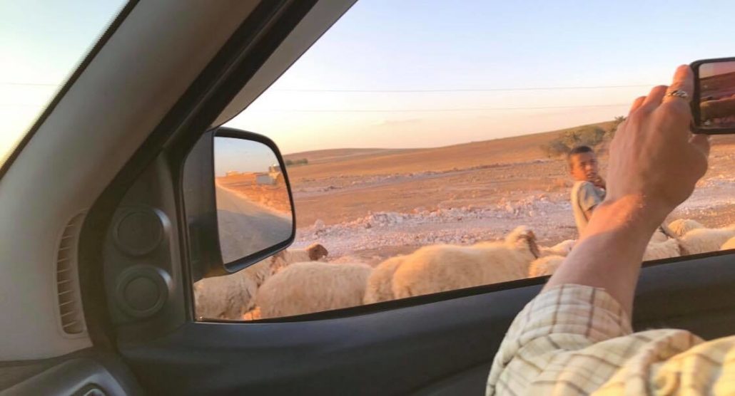 Sheep along the road Sogmatar