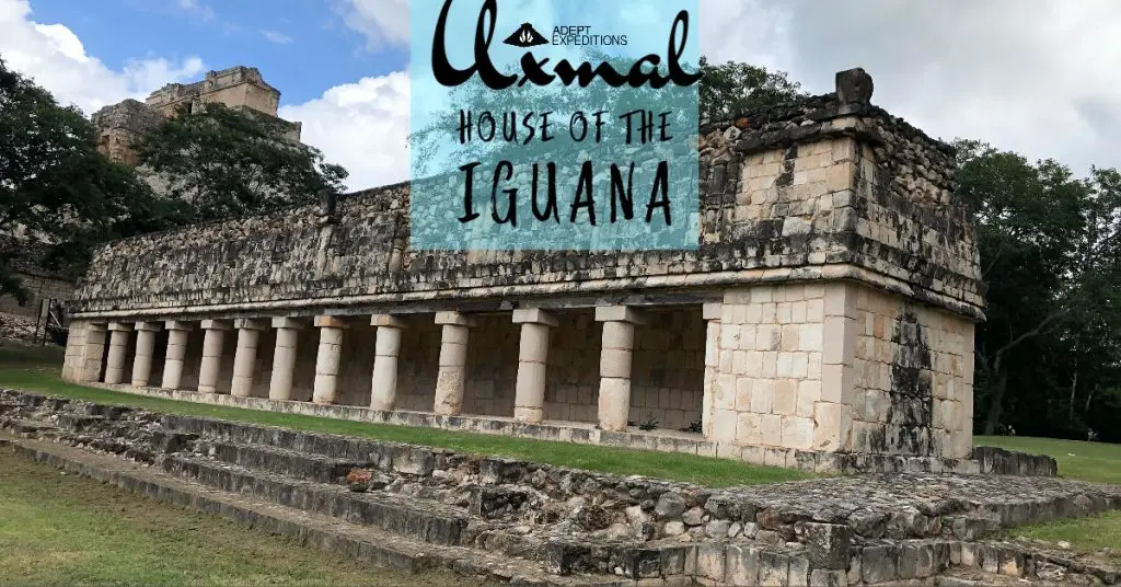 house-iguana-uxmal
